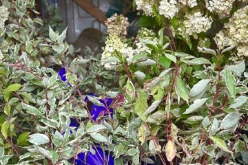 skarpa1_4